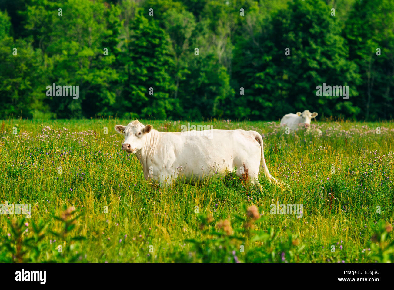 Weiße Kuh im Feld hohem Gras Stockfoto