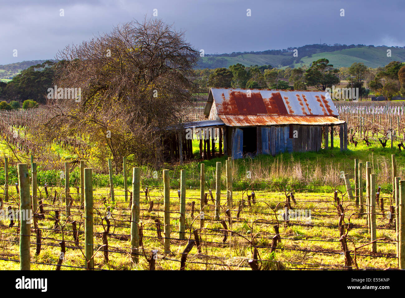 Weingut alte rostige Zinn vergossen Wolken Reben McLaren Wohnung Süd Australien Fleurieu Peninsula Sonnentag Wellblech Stockfoto