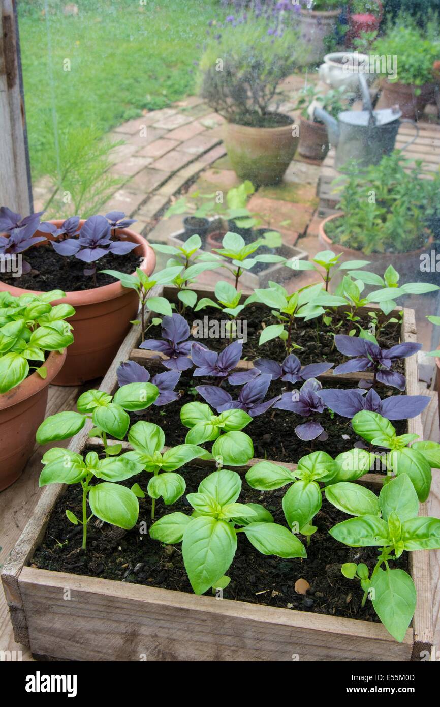 Container gewachsen süß, lila und Thai-Basilikum im Gewächshaus, England, Juli Stockfoto