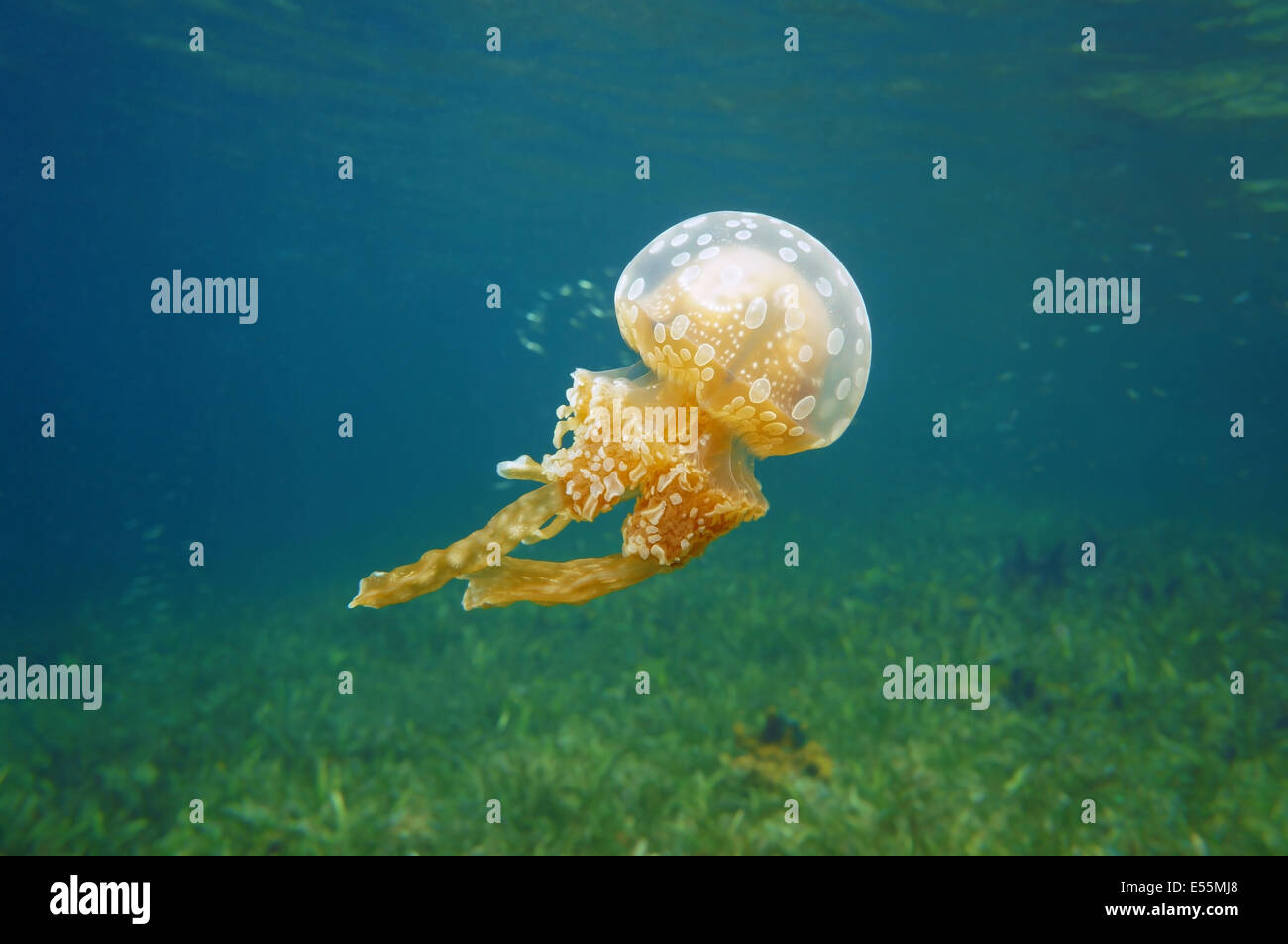 Gelee, Mastigias Quallen im karibischen Meer, Bocas del Toro, Panama entdeckt Stockfoto