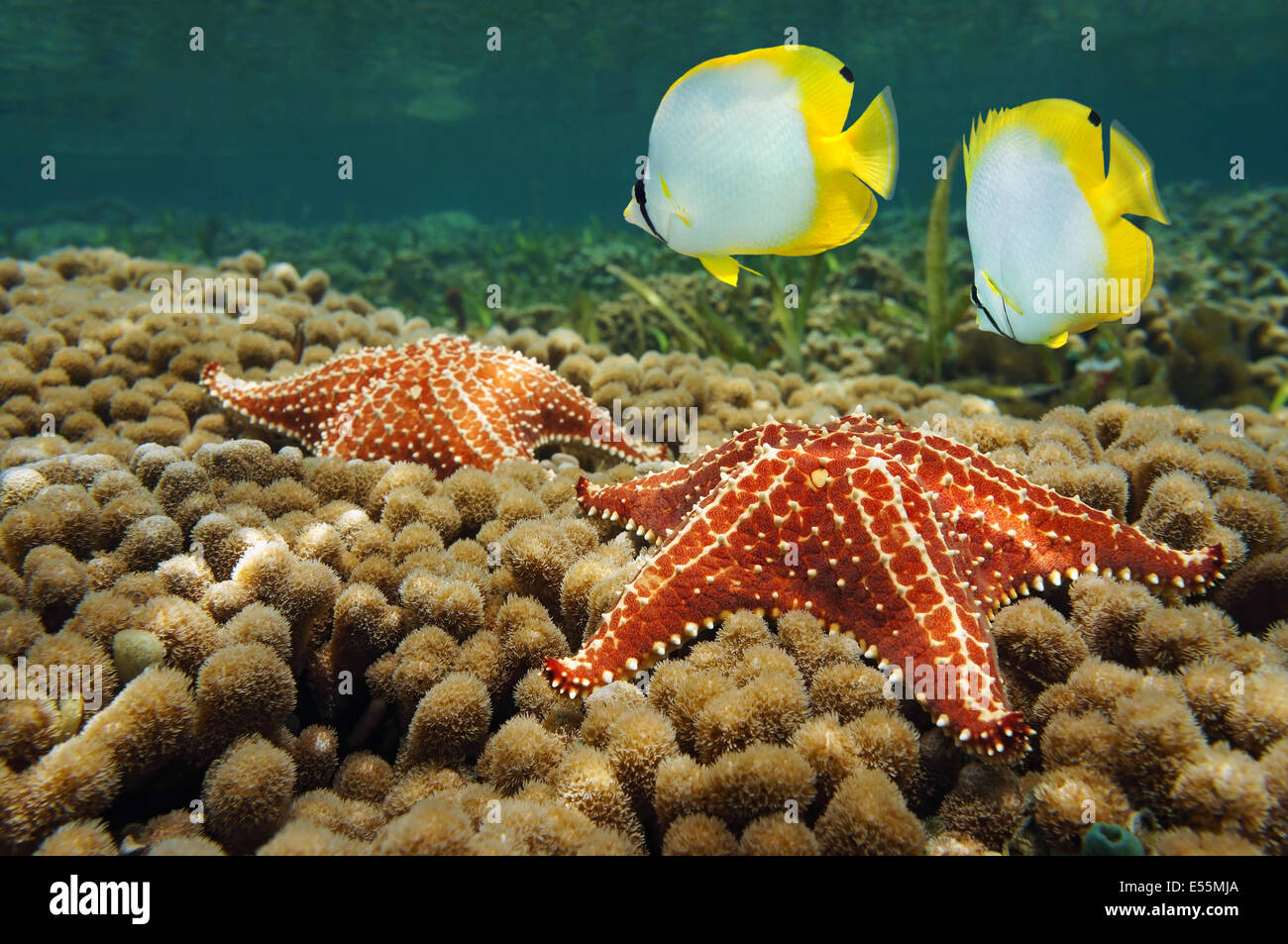Starfish Unterwasser über Korallen mit zwei Butterflyfish, Karibik Stockfoto