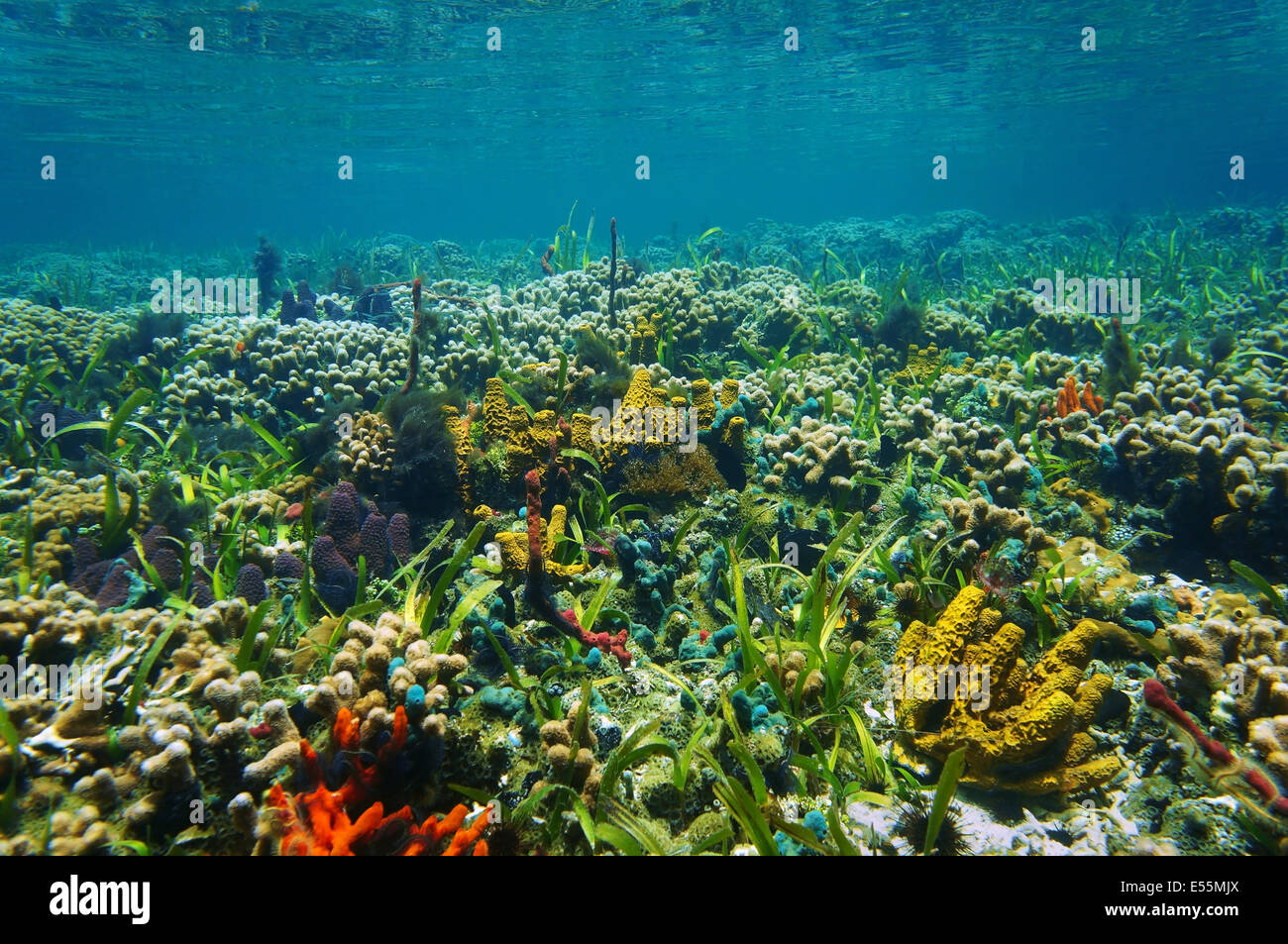 Unterwasserlandschaft auf einem bunten Meeresboden mit Schwämmen und Korallen im seichten Wasser des karibischen Meeres Stockfoto