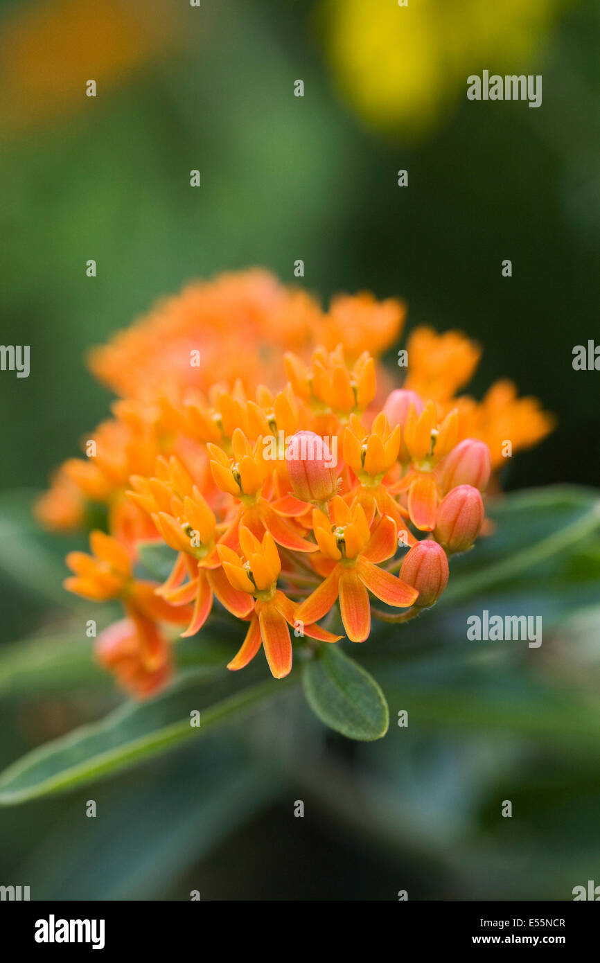 Asclepias Tuberosa. Wolfsmilch Blumen. Stockfoto