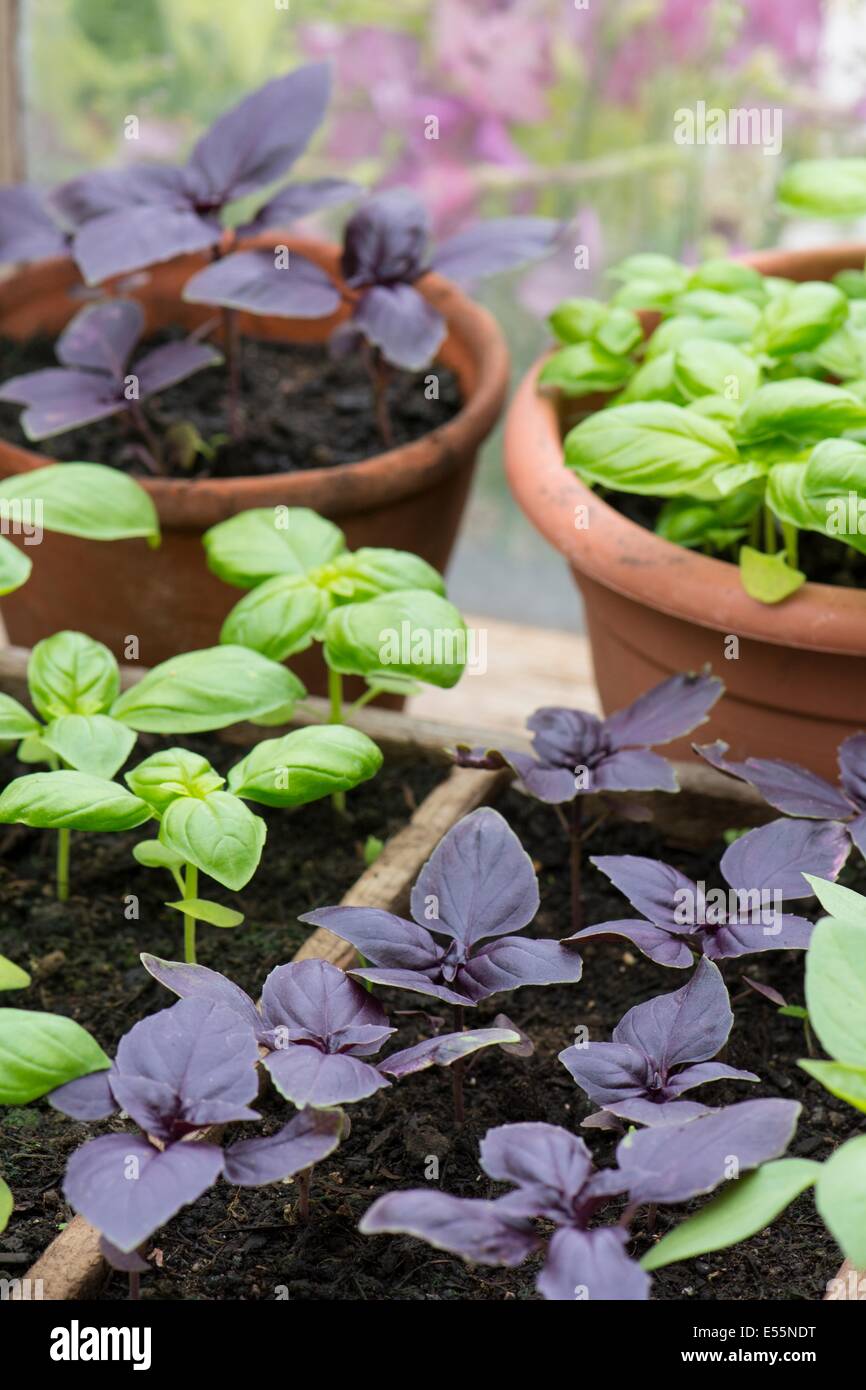 Container gewachsen, süß und lila Basilikum im Gewächshaus, England, Juli Stockfoto