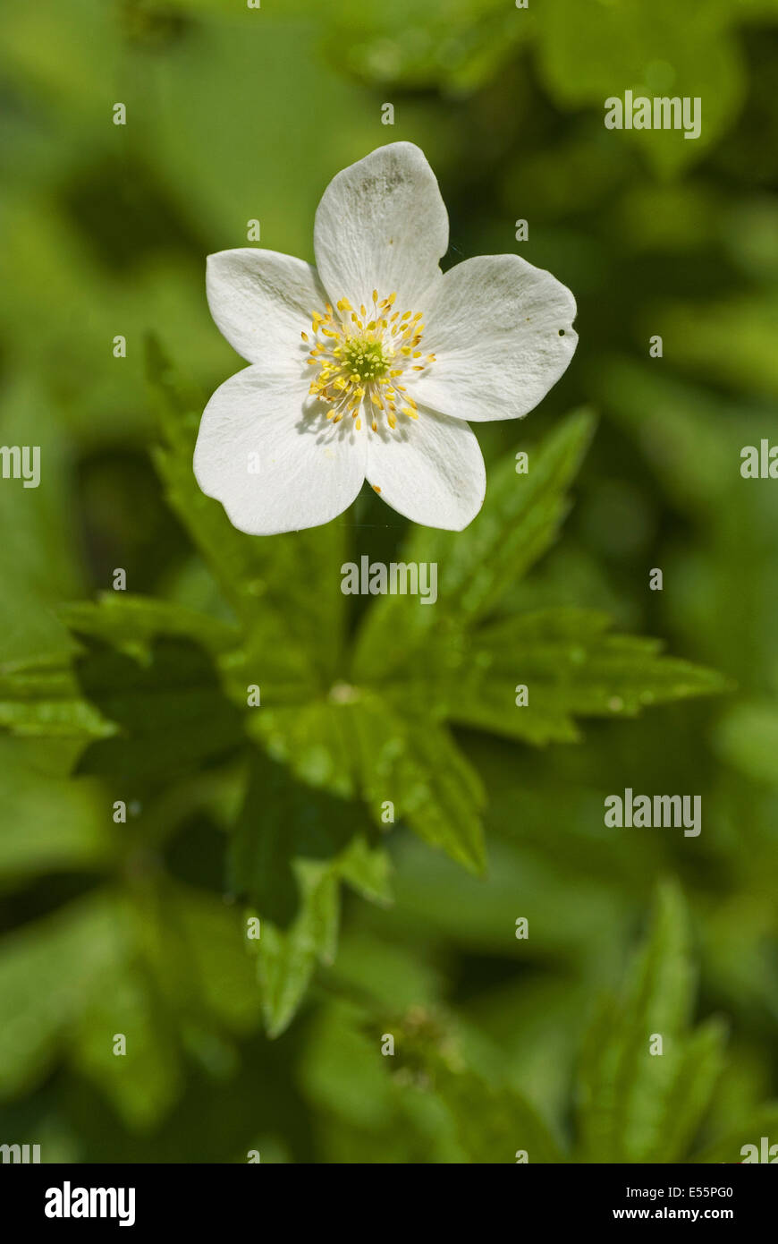 Schneeglöckchen Anemone, Anemone sylvestris Stockfoto