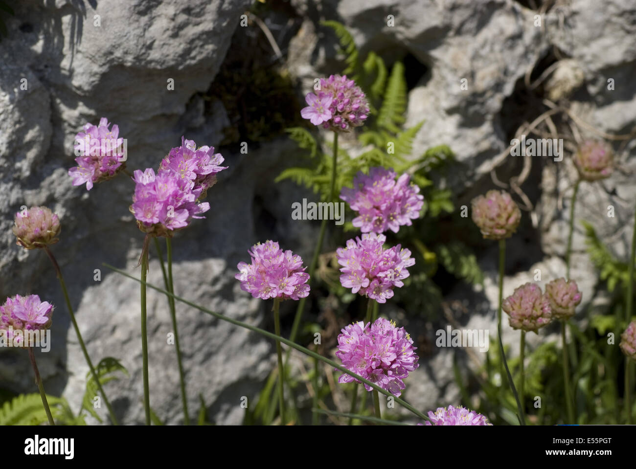 Alpine Armeria, Armeria alpina Stockfoto