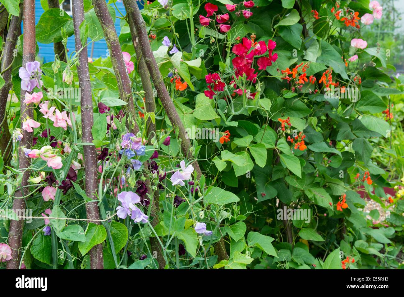 Sommergarten mit Stangenbohnen wachsen neben alten Mode Zuckererbsen. England, Juli Stockfoto