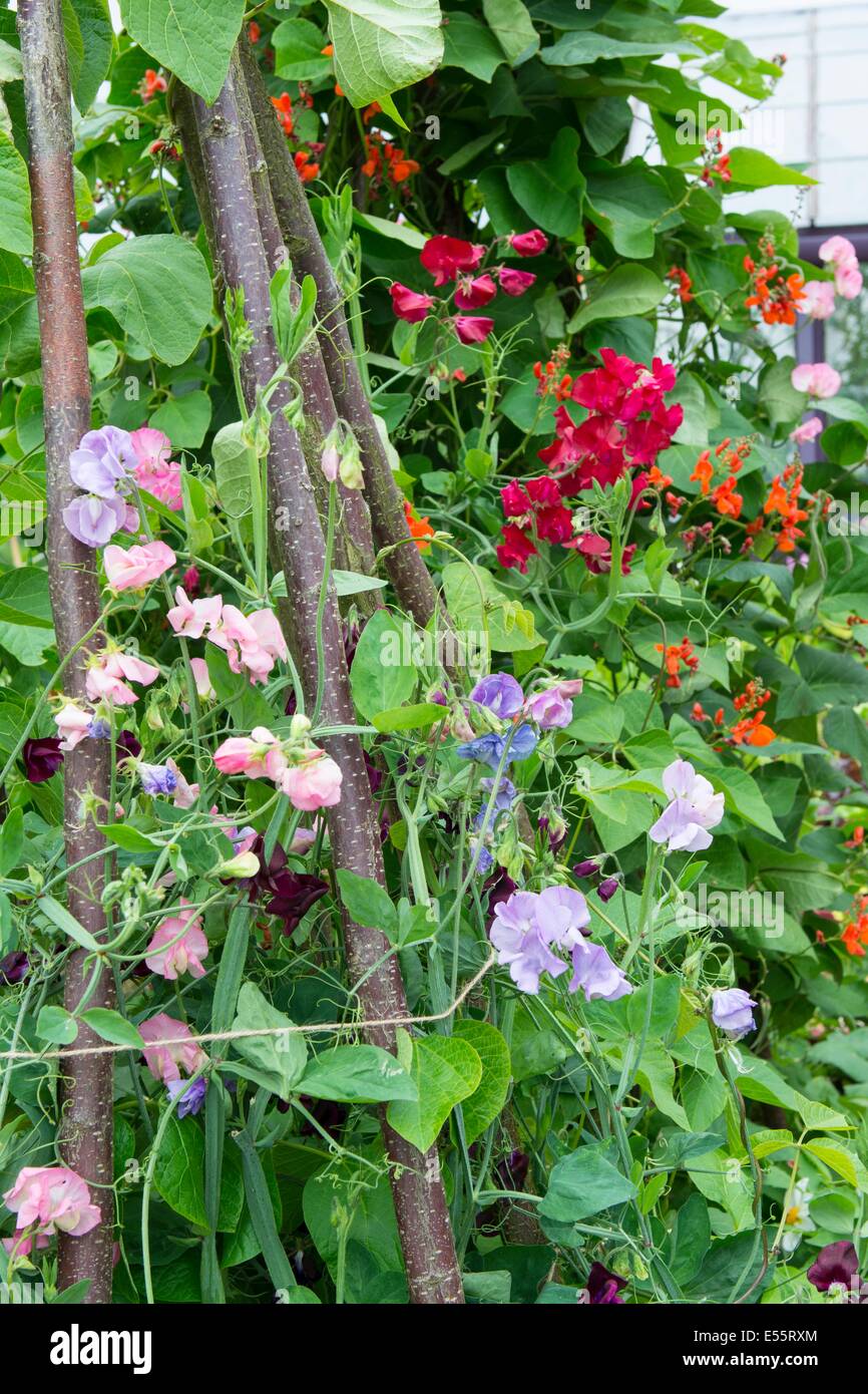 Sommergarten mit Stangenbohnen wachsen neben alten Mode Zuckererbsen. England, Juli Stockfoto