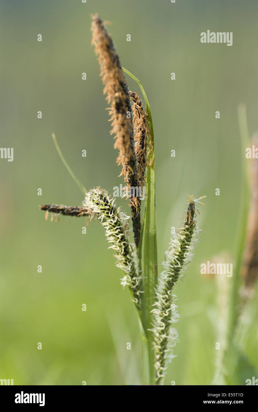 Teich der seggen Fotos und Bildmaterial in hoher Auflösung Alamy