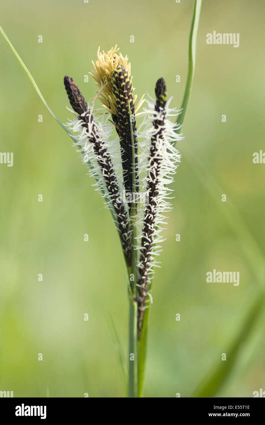 Teich der seggen Fotos und Bildmaterial in hoher Auflösung Alamy