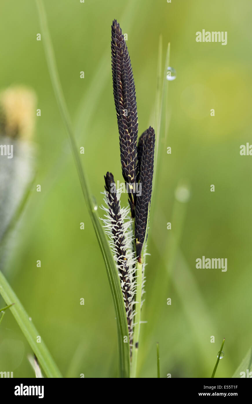 kleiner Teich Segge, Carex acutiformis Stockfotografie Alamy