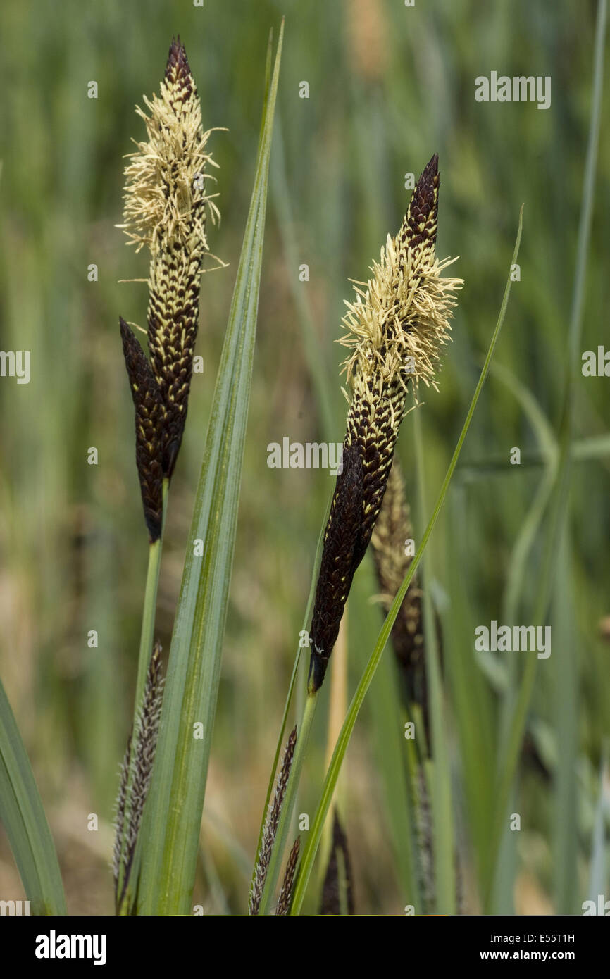 Teich der seggen Fotos und Bildmaterial in hoher Auflösung Alamy