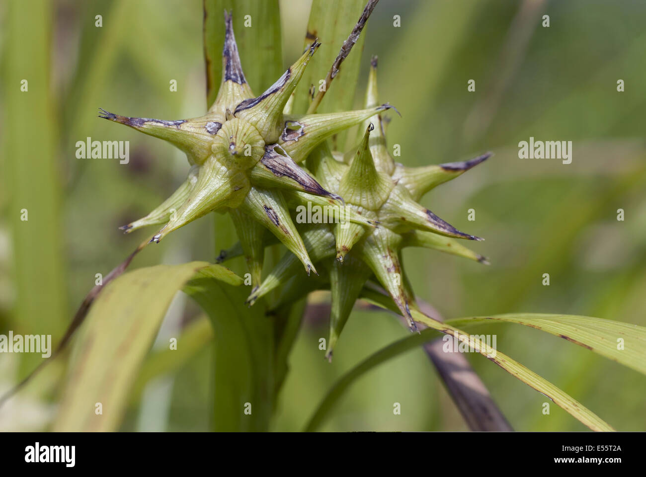 grau Segge, Carex grayi Stockfoto