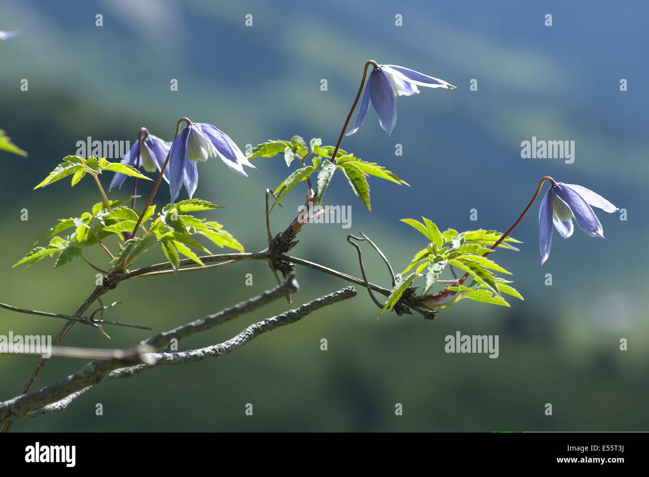 Alpine Clematis, Clematis alpina Stockfoto