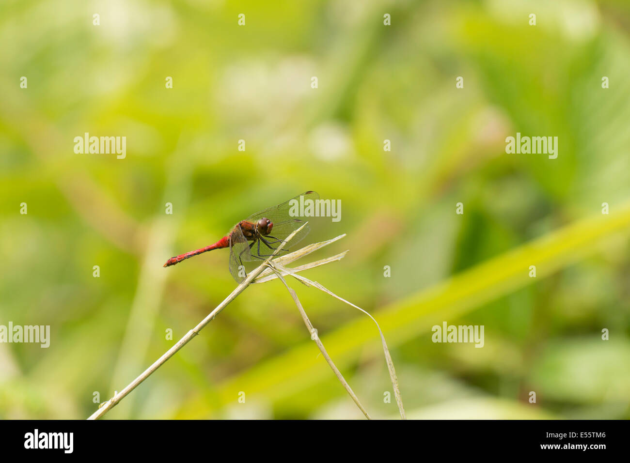 Ruddy Darter Libelle, Sympetrum Sanguineum, sitzt auf einem Zweig im Naturreservat RSPB Fairburn Ings in West Yorkshire. Stockfoto