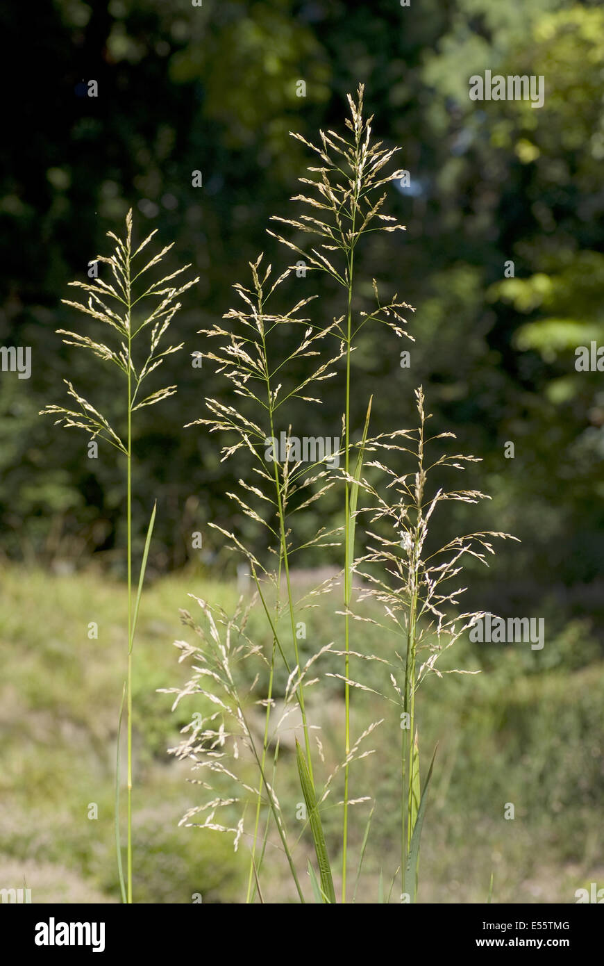 Reed Mannagrass, Glyceria maxima Stockfoto