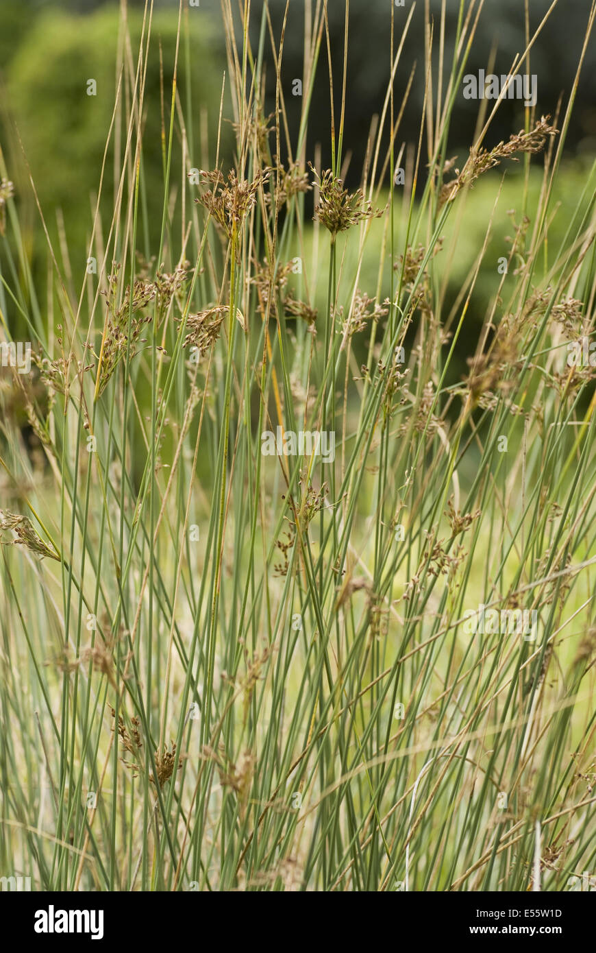 Juncus inflexus Stockfoto