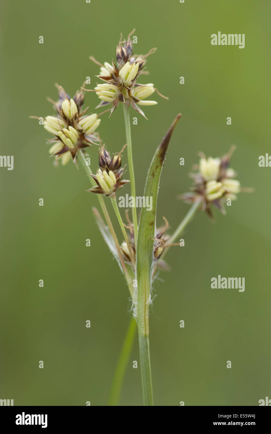 Gesundheit Holz-Rush, Luzula multiflora Stockfoto