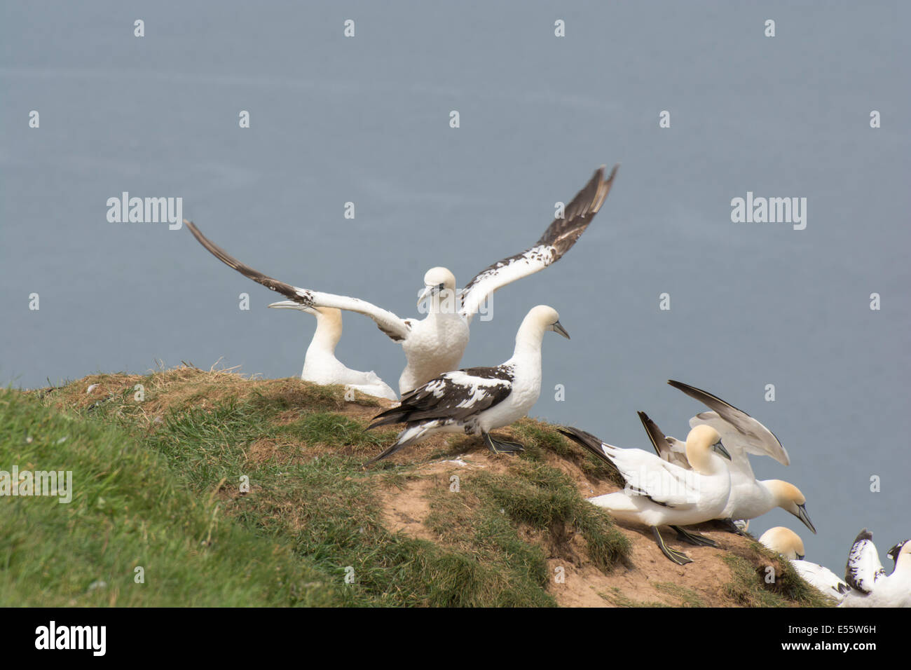 Eine Auswahl von juvenilen und adulten Basstölpel an RSPB Bempton Klippen Tölpelkolonie. Stockfoto