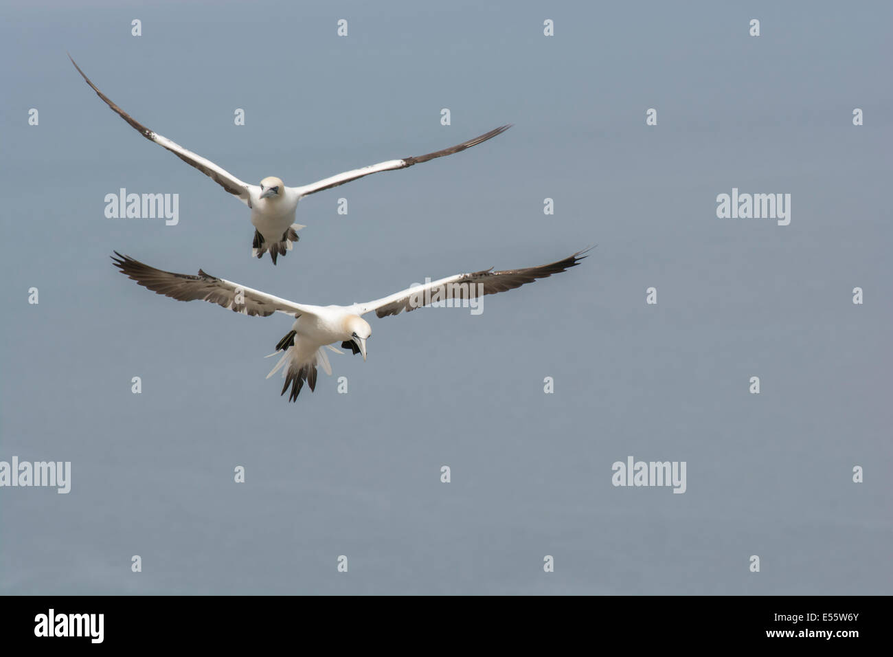Zwei fliegende Basstölpel kommen ins Land auf ihren Nistplatz am Standort RSPB Bempton Cliffs Stockfoto