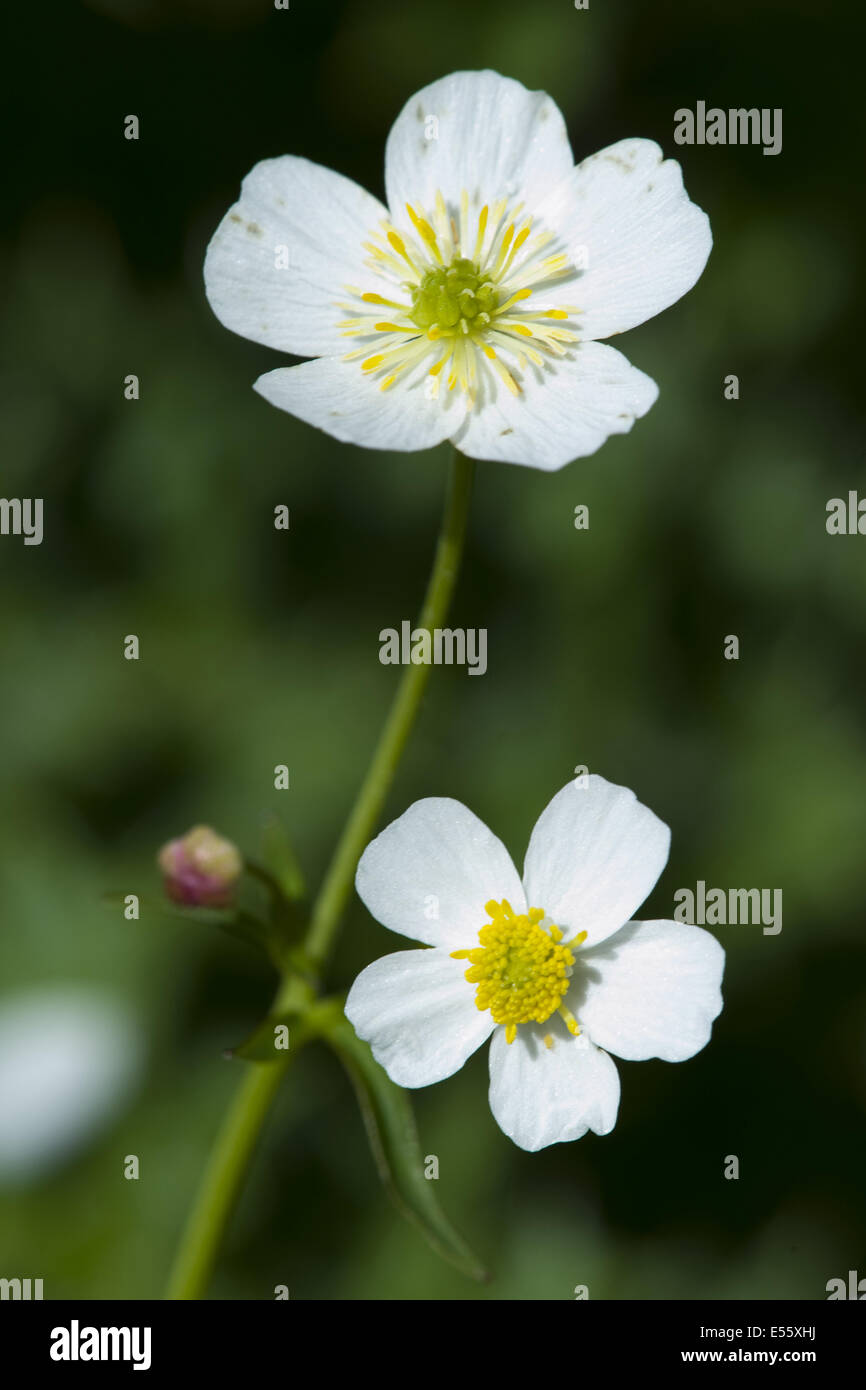 Schaltfläche "Bachelor's", Ranunculus aconitifolius Stockfoto