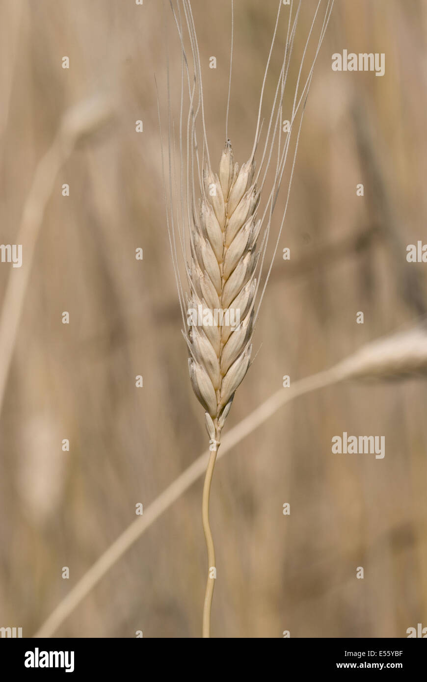 Einkorn Weizen, Triticum Kulturgetreide Stockfoto