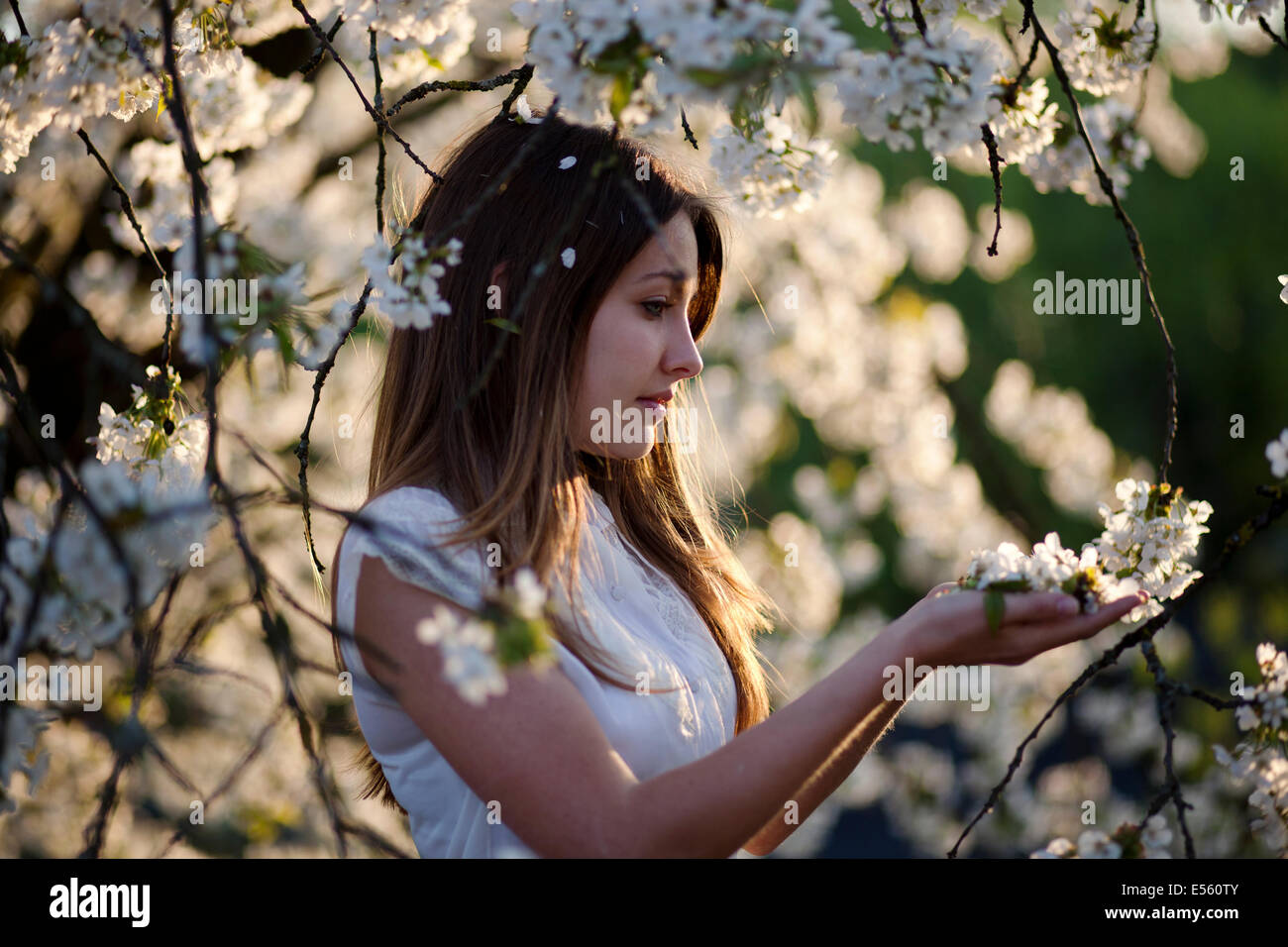 Porträt einer jungen Frau mit Kirschblüten Stockfoto
