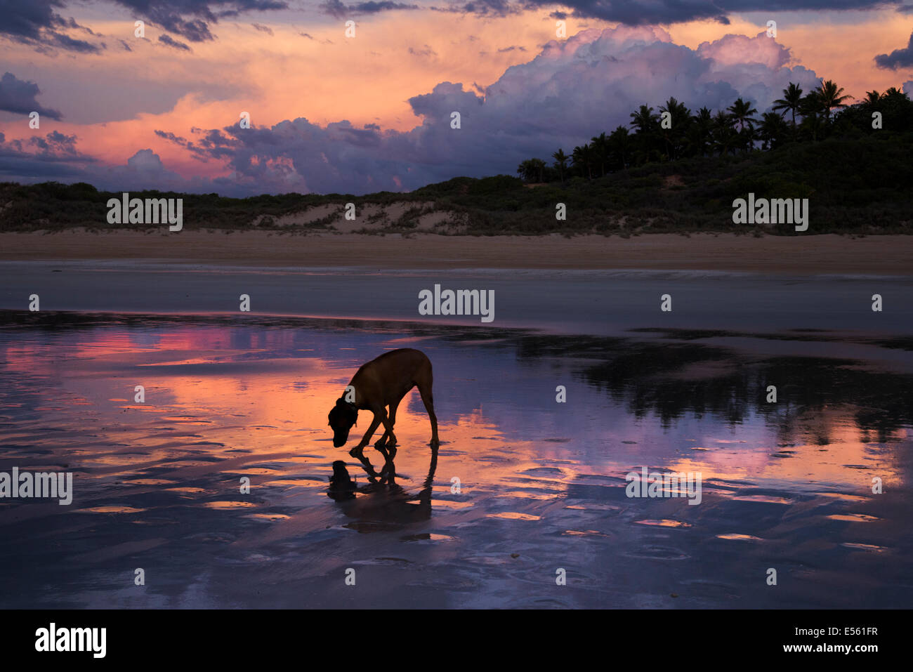 Hund und ihre Reflexion an einem Strand bei Sonnenuntergang Stockfoto