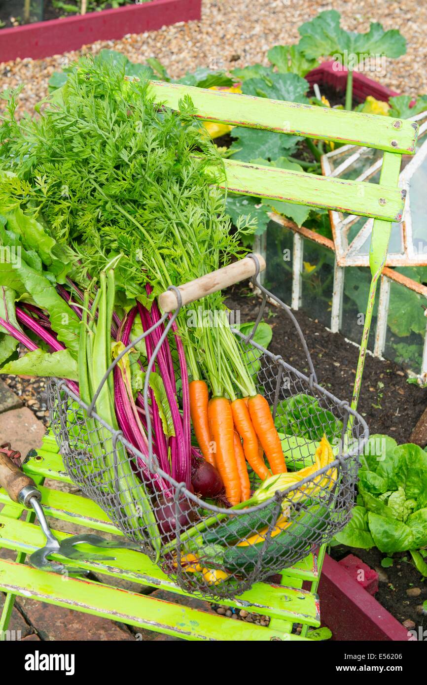Frisch ernten Sie Sommergemüse, Karotten, rote Bete, Stangenbohnen und Zucchini in Draht Trug auf Gartenstuhl, England, Juli. Stockfoto