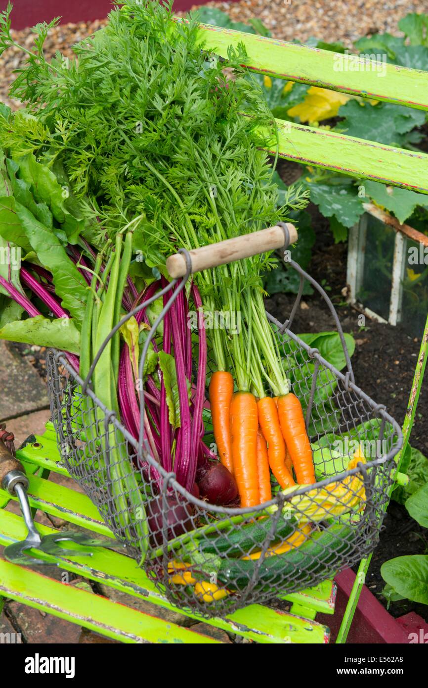 Frisch ernten Sie Sommergemüse, Karotten, rote Bete, Stangenbohnen und Zucchini in Draht Trug auf Gartenstuhl, England, Juli. Stockfoto