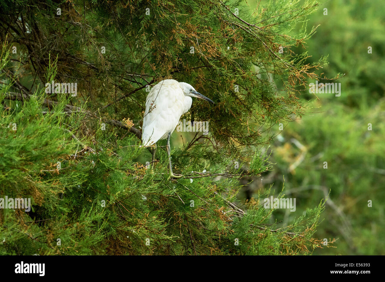 Silberreiher Stockfoto