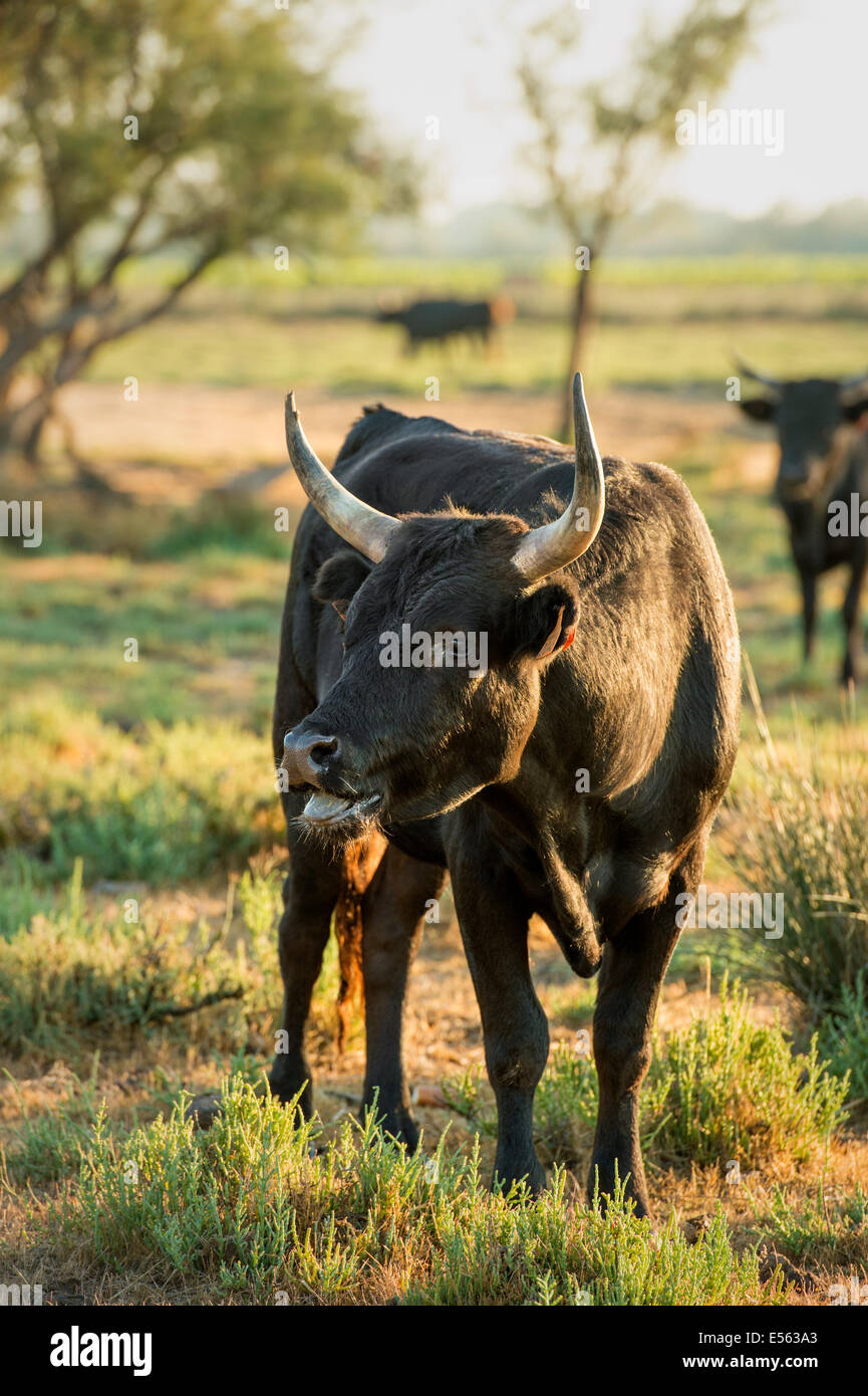 Camargue-Bull Stockfoto