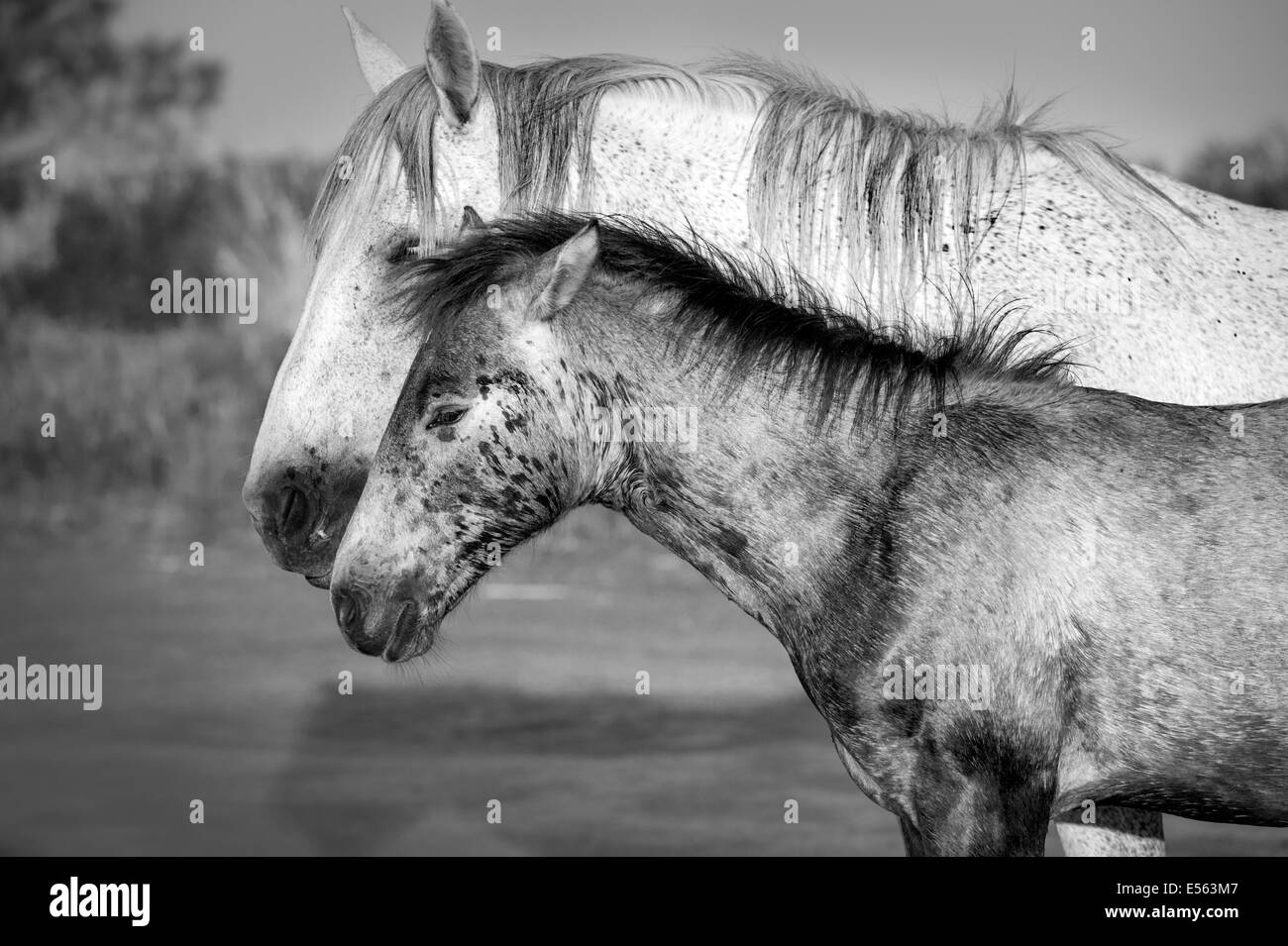 Weisse Pferde der Camargue Stockfoto