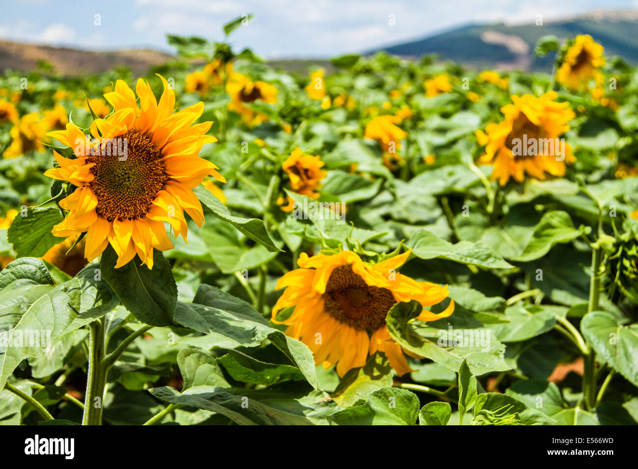 Nahaufnahme einer Sonnenblume in einem Feld fotografiert in Israel im Mai Stockfoto