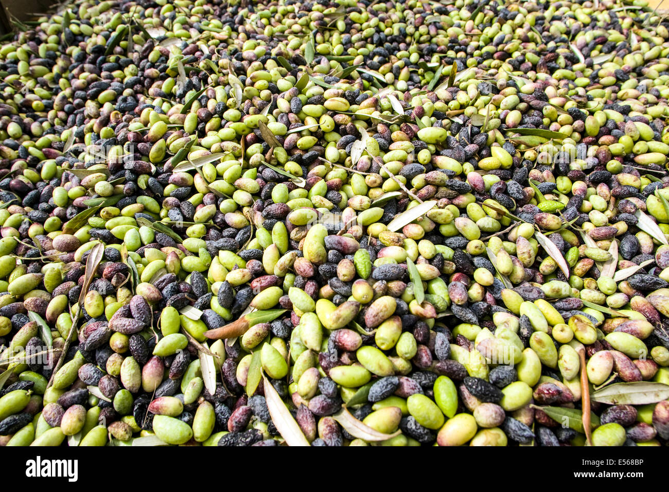 Oliven pflücken hautnah. Fotografiert in Israel Stockfoto
