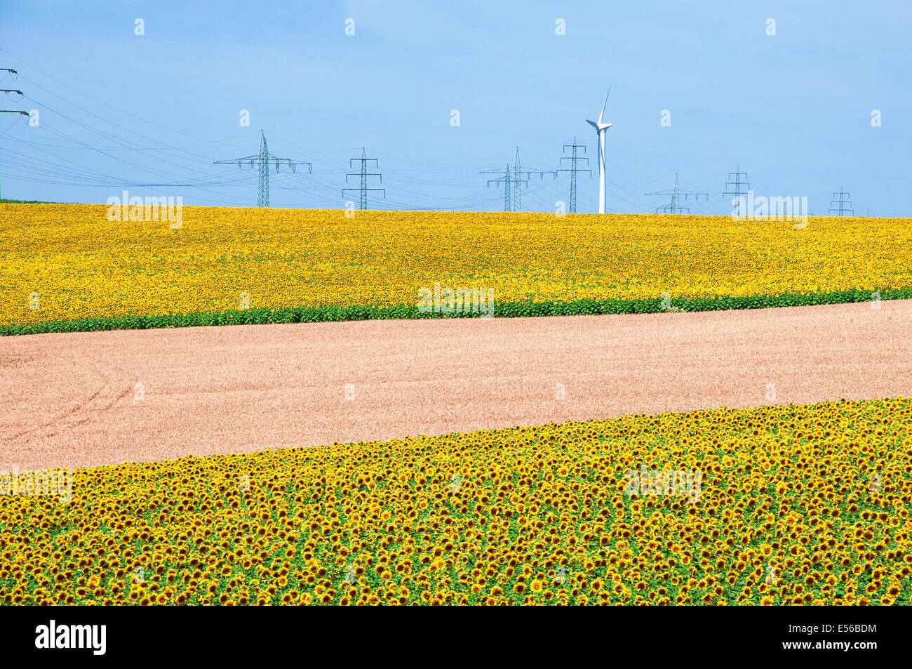Sonnenblumen, Windkraftanlagen und Strommasten - saubere Energiekonzept Stockfoto