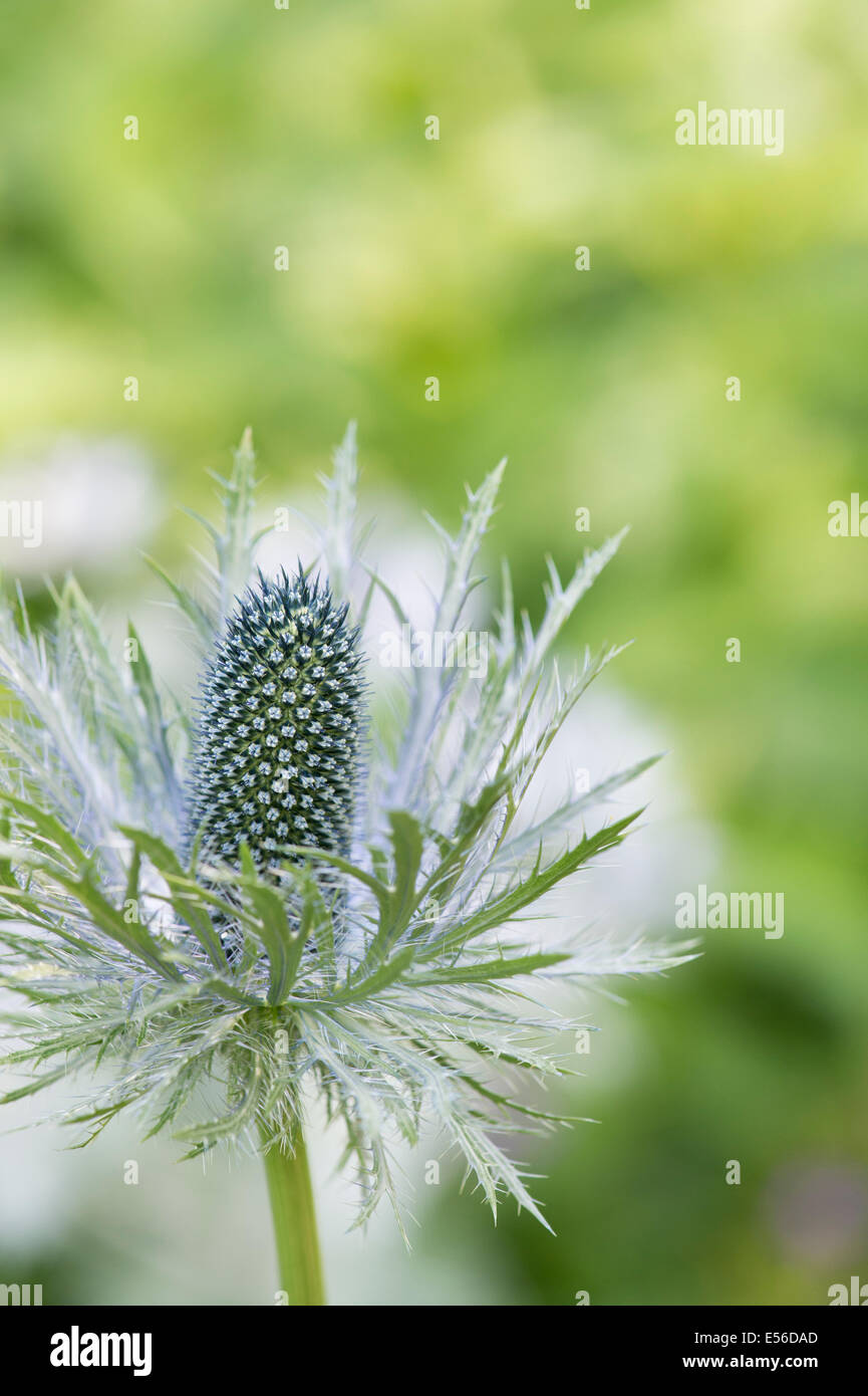 Eryngium Alpinum 'Superbum'. Alpine Meer Holly Stockfoto