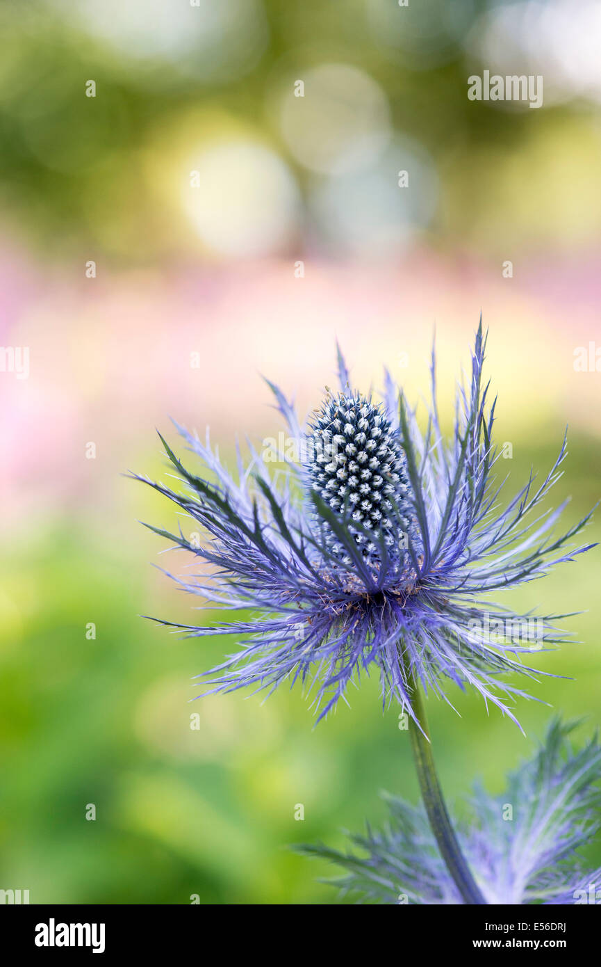 Eryngium Alpinum 'Superbum'. Alpine Meer Holly Stockfoto