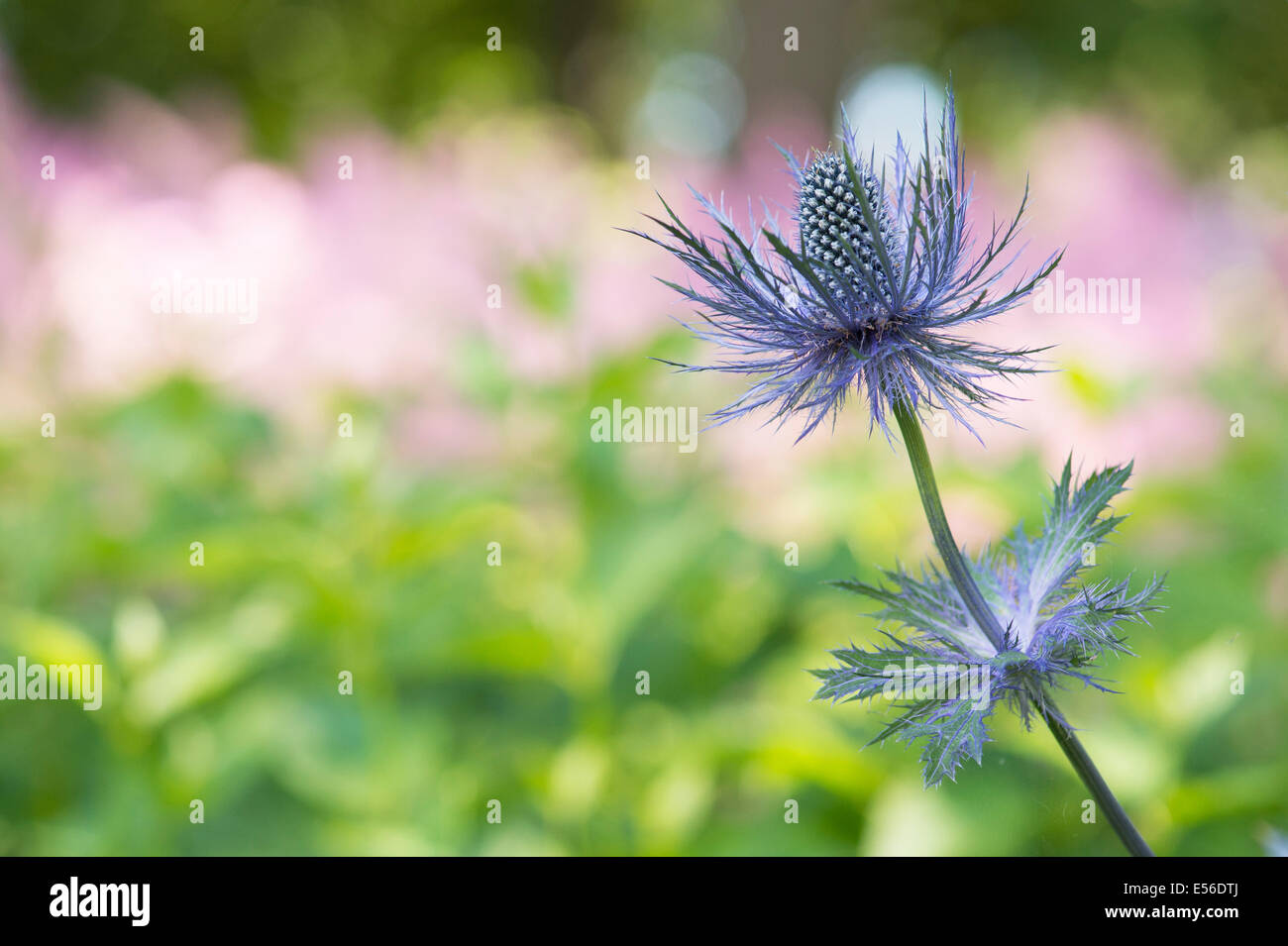 Eryngium Alpinum 'Superbum'. Alpine Meer Holly Stockfoto