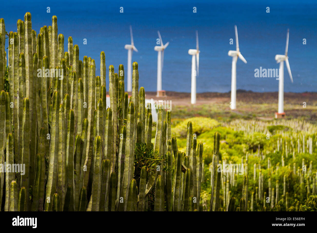 Kanaren-Wolfsmilch (Euphorbia Canariensis) und Windkraftanlagen in Punta Teno. Teneriffa, Kanarische Inseln, Spanien, Europa. Stockfoto