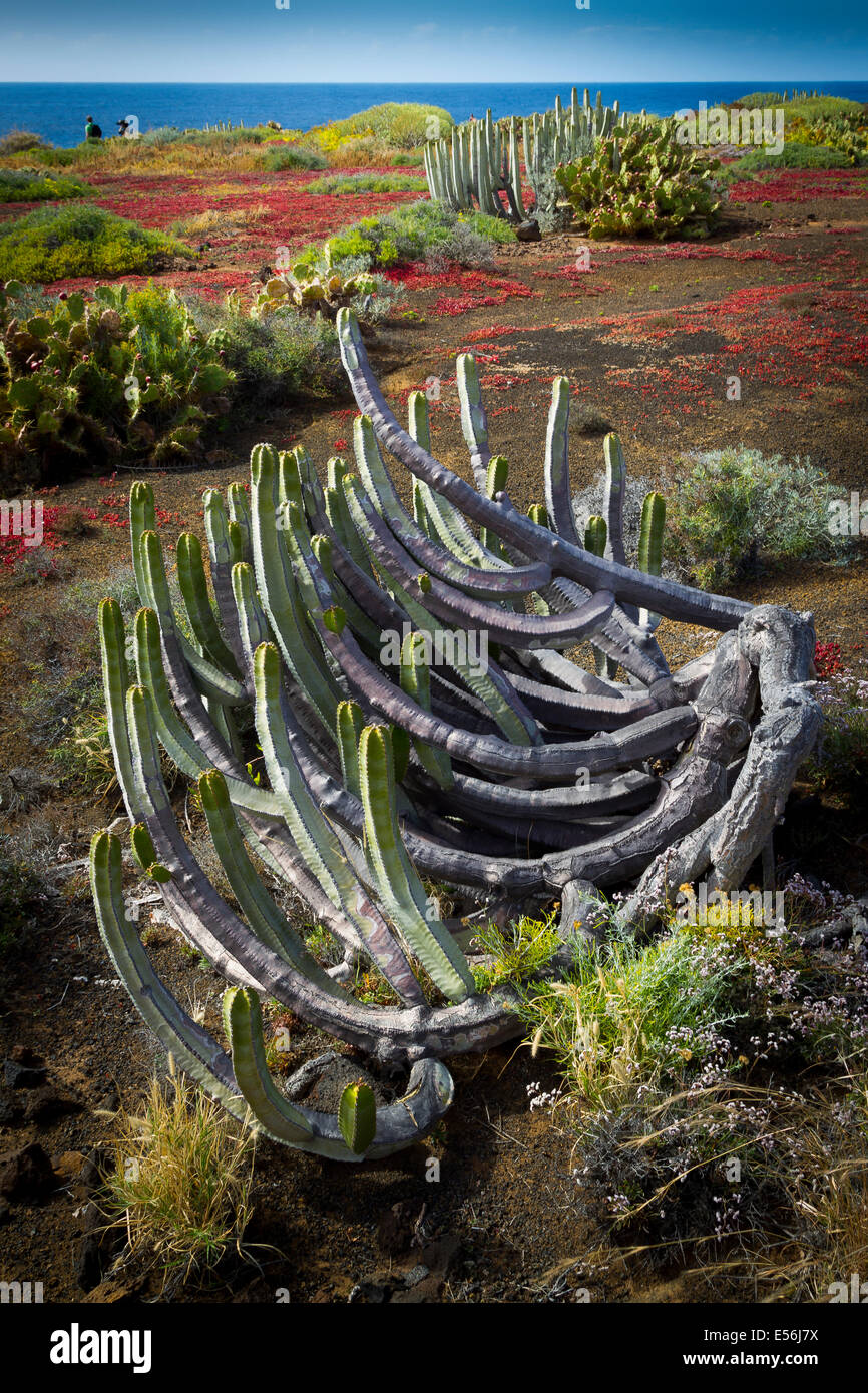 Kanaren-Wolfsmilch (Euphorbia Canariensis) in Punta Teno. Teneriffa, Kanarische Inseln, Atlantik, Spanien, Europa. Stockfoto