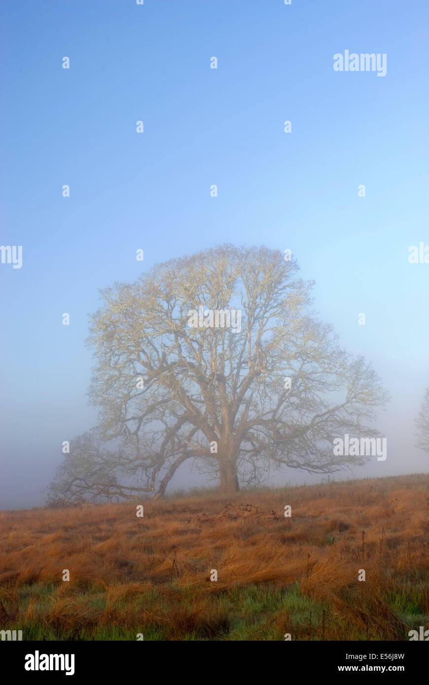 Eiche, William Finley National Wildlife Refuge, Oregon Stockfoto
