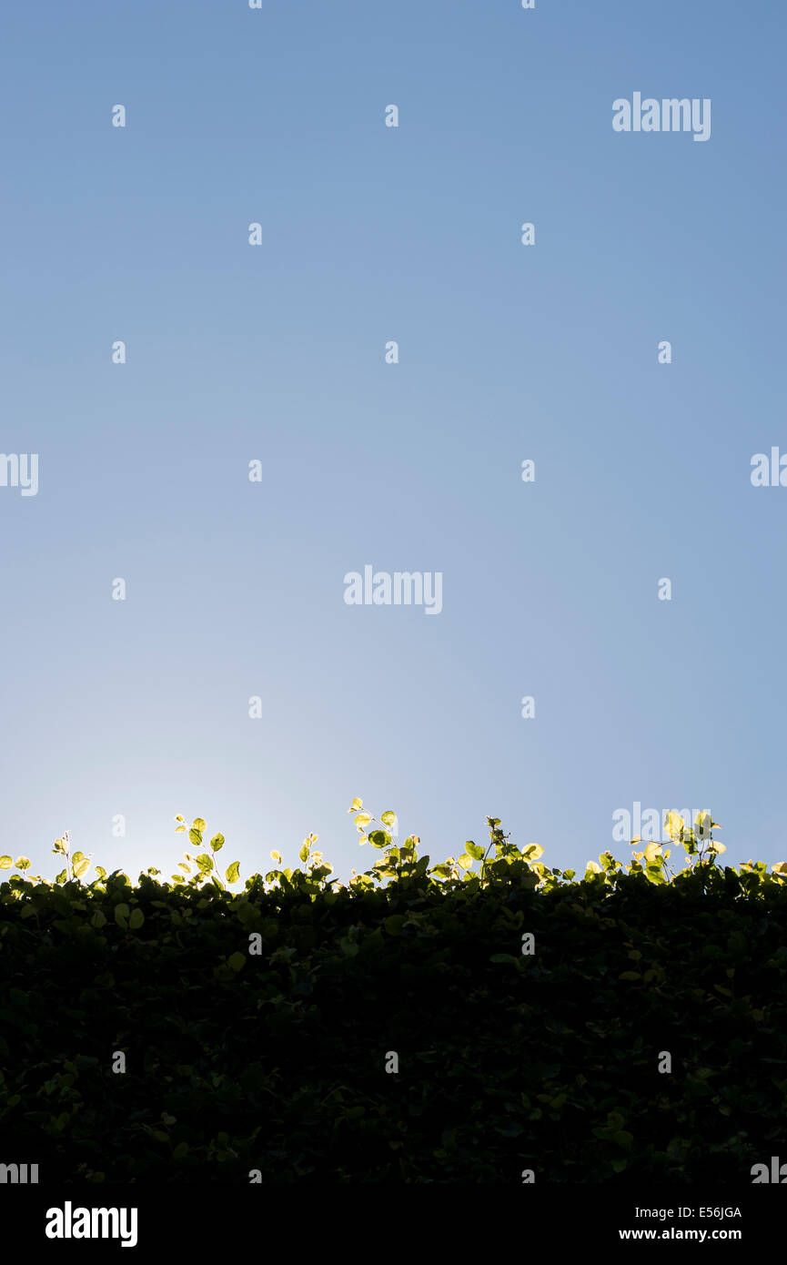 Sonnenlicht und Schatten Beech Hedge und blauer Himmel Stockfoto