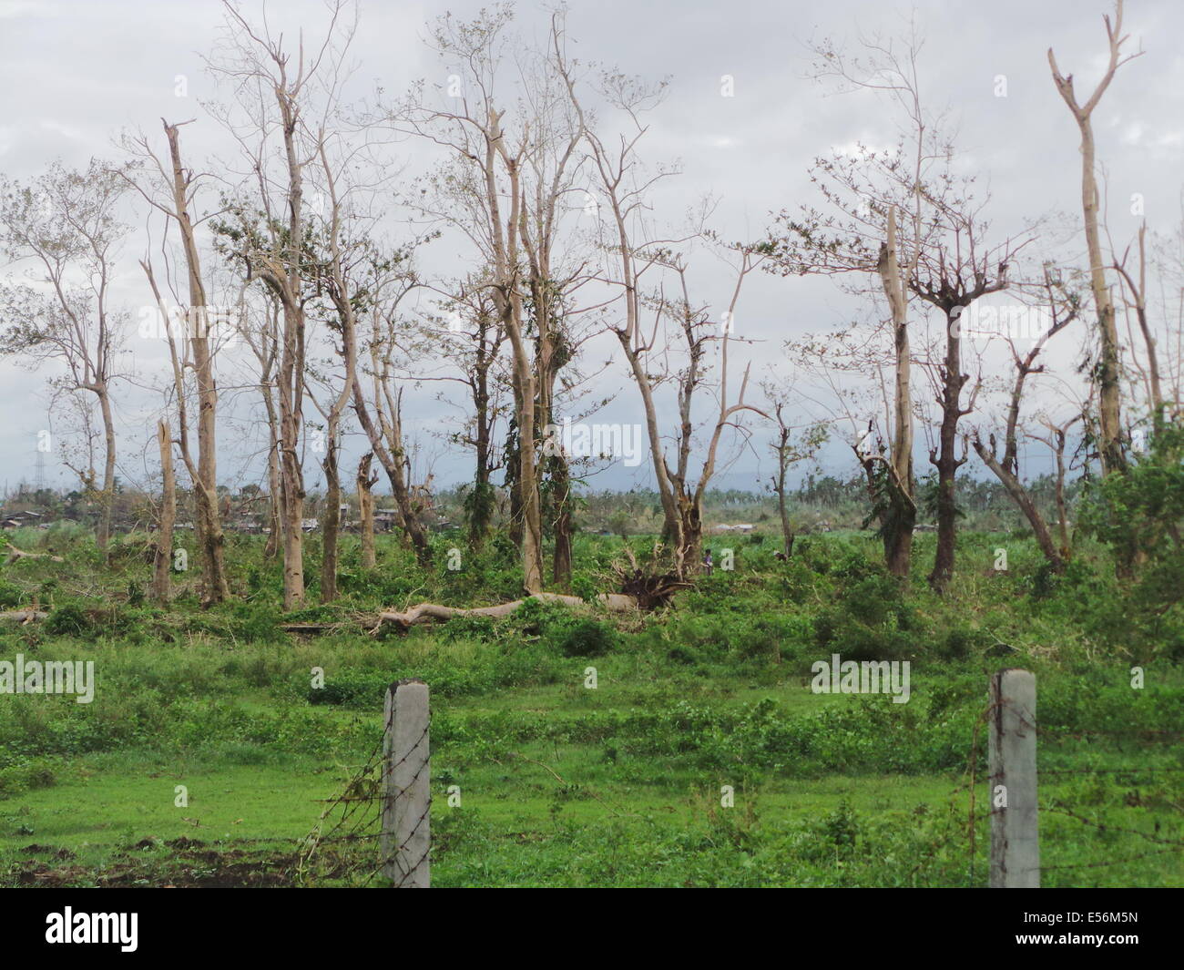 Calauan, Laguna ist stark Schäden durch Taifun Glenda (international einen Namen: Rammasun) doch es ein anderer Sturm, Taifun Henry Zahnspange (international einen Namen: Matmo), die an Intensität zunehmen Südwest-Monsun oder Habagat, die mittelschwere bis schwere Regenfälle in Luzon und Western Visayas bringen wird. © Sherbien Dacalanio/Pacific Press/Alamy Live-Nachrichten Stockfoto