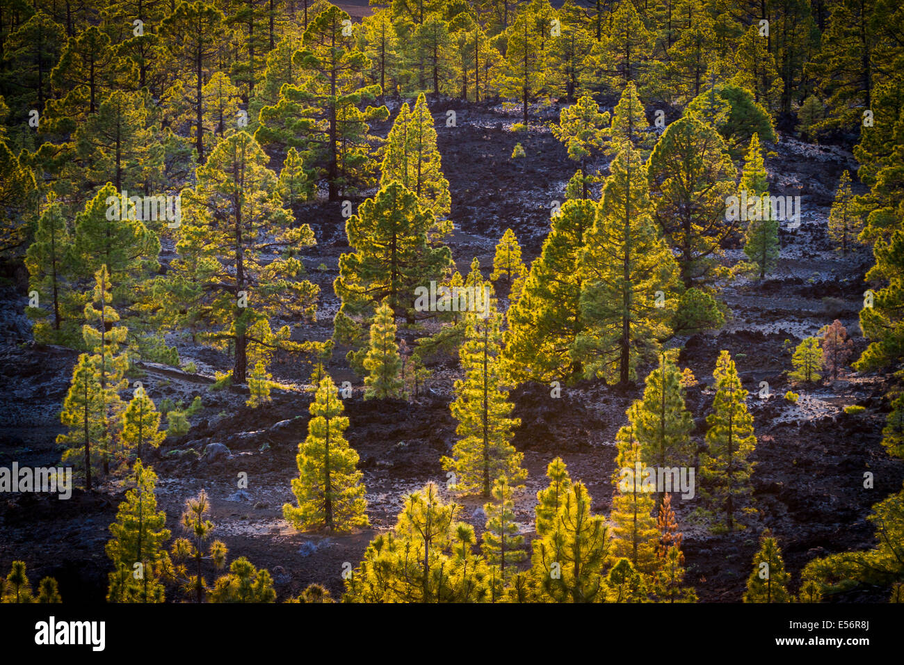 Nadelwald. Teide-Nationalpark. Teneriffa, Kanarische Inseln, Atlantik, Spanien, Europa. Stockfoto