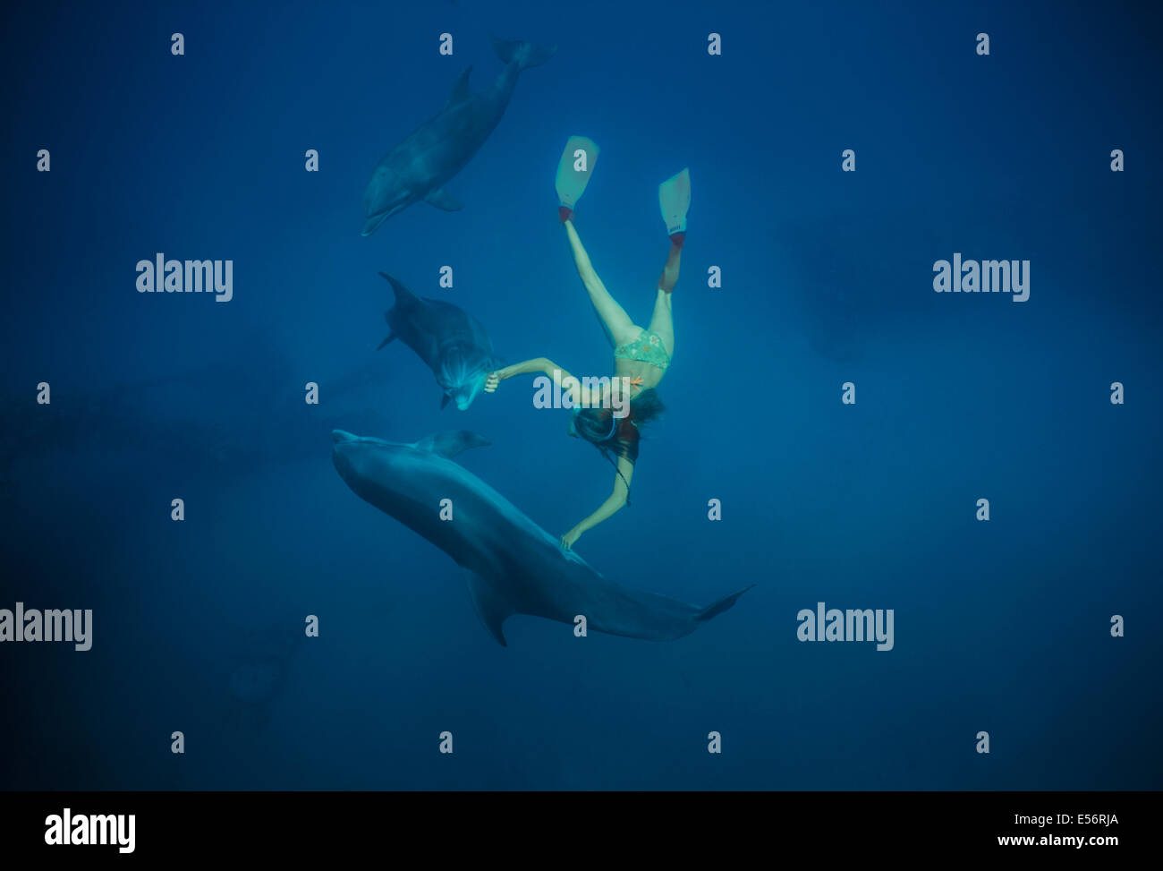 Delfin-Trainer interagiert mit Familie Gruppe von großen Tümmlern (Tursiops Truncatus). Dolphin Reef Eilat, Israel, Rotes Meer Stockfoto