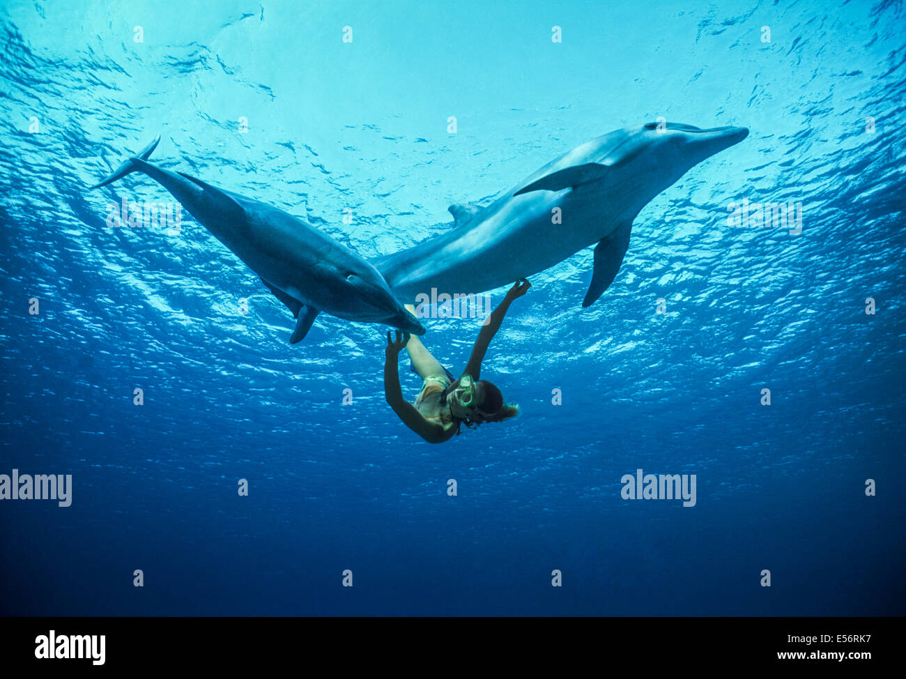 Delfin-Trainer interagiert mit Jugendlichen große Tümmler (Tursiops Truncatus). Dolphin Reef Eilat, Israel, Rotes Meer Stockfoto