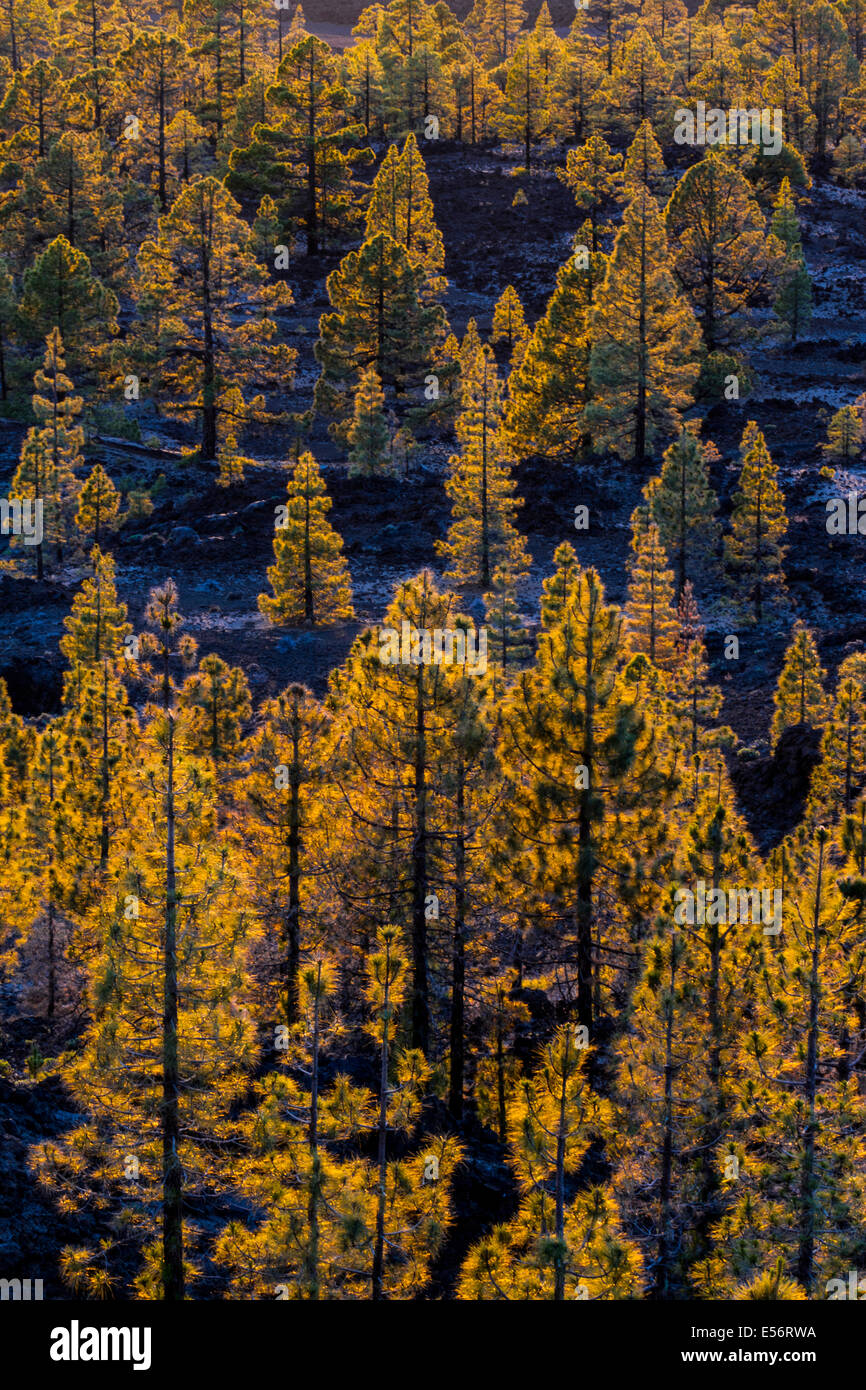 Nadelwald. Teide-Nationalpark. Teneriffa, Kanarische Inseln, Atlantik, Spanien, Europa. Stockfoto