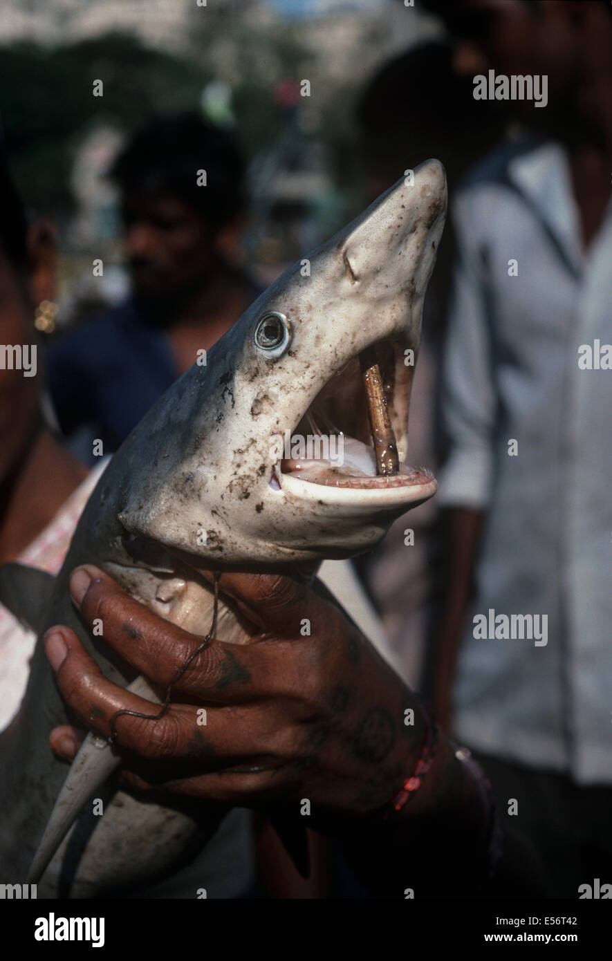 Riffhai (Carcharhinus Perezi) auf dem Fischmarkt von Bombay verkauft werden. Bombay, Indien Stockfoto