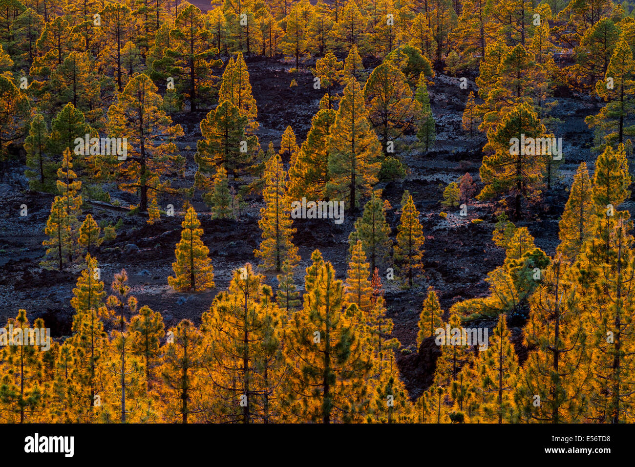 Nadelwald. Teide-Nationalpark. Teneriffa, Kanarische Inseln, Atlantik, Spanien, Europa. Stockfoto